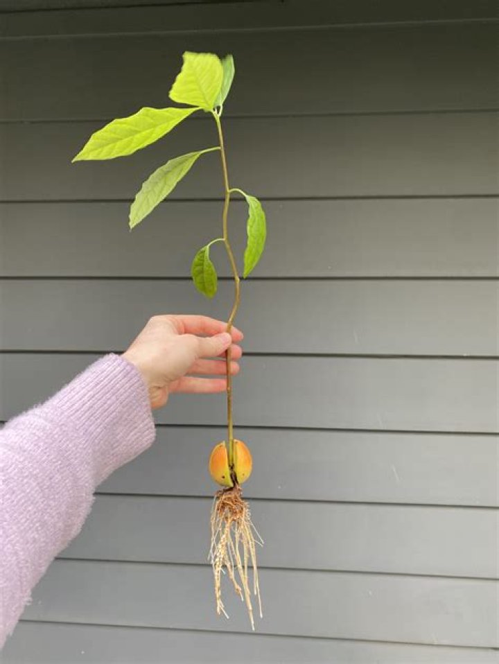 Can you grow a fruit bearing avocado tree from a pit