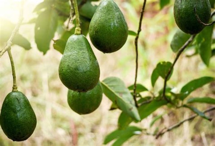 Can you grow avocados in Austin