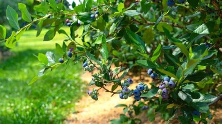 Can you grow blueberries in Washington state