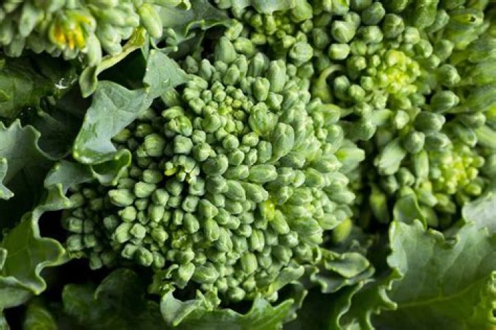 Can you grow broccoli rabe in the fall