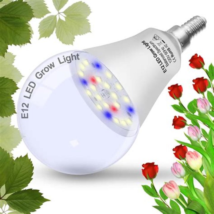Can you grow bulbs indoors