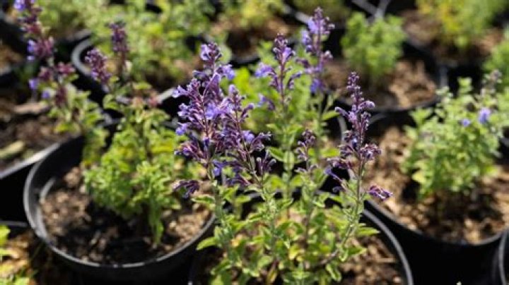 Can you grow catmint from seed