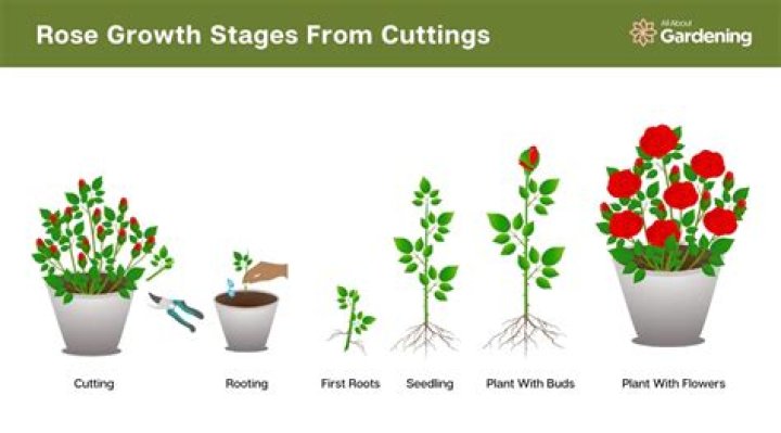 Can you grow Christmas Bush from a cutting