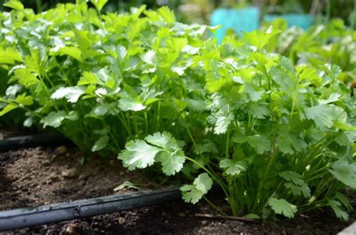 Can you grow cilantro in a greenhouse