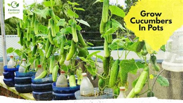 Can you grow cucumbers in aquaponics