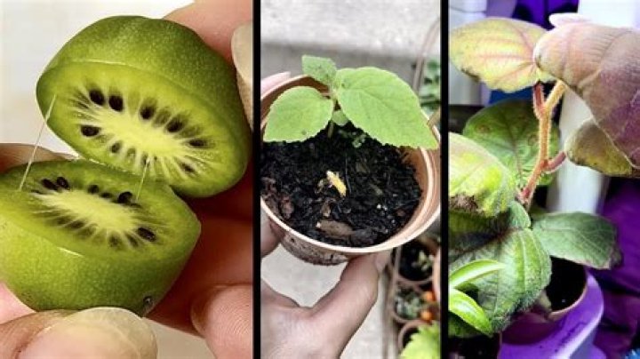 Can you grow kiwi in the US