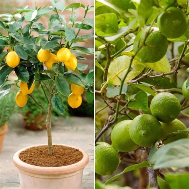 Can you grow lemons and limes on the same tree