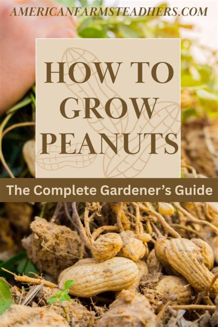 Can you grow peanuts in Maine