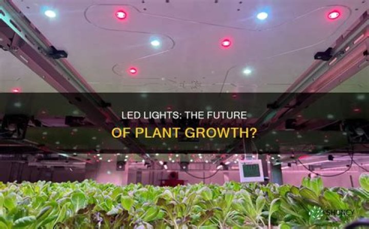 Can you grow plants under LED lights