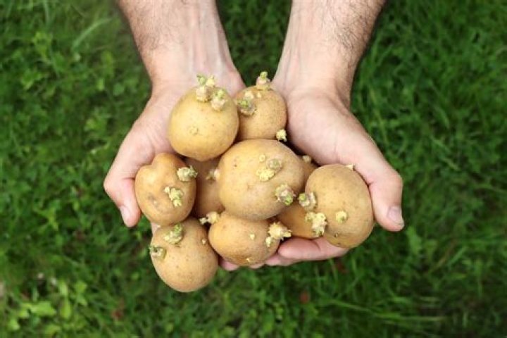 Can you grow potatoes in North Carolina