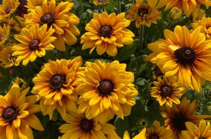 Can you grow Rudbeckia from seed