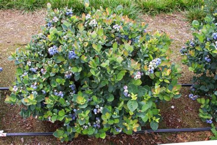 Can you grow wild blueberries in Australia