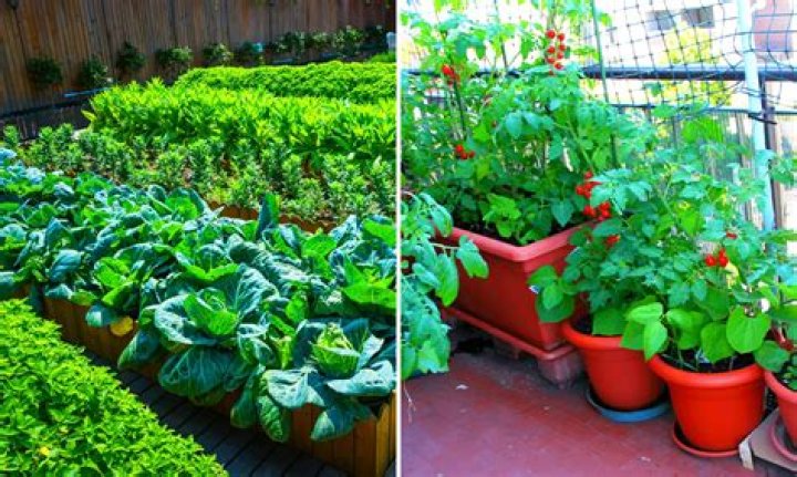 Can you have a vegetable garden in Florida