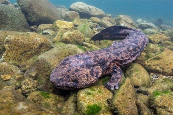 Can you keep a salamander in a fish tank
