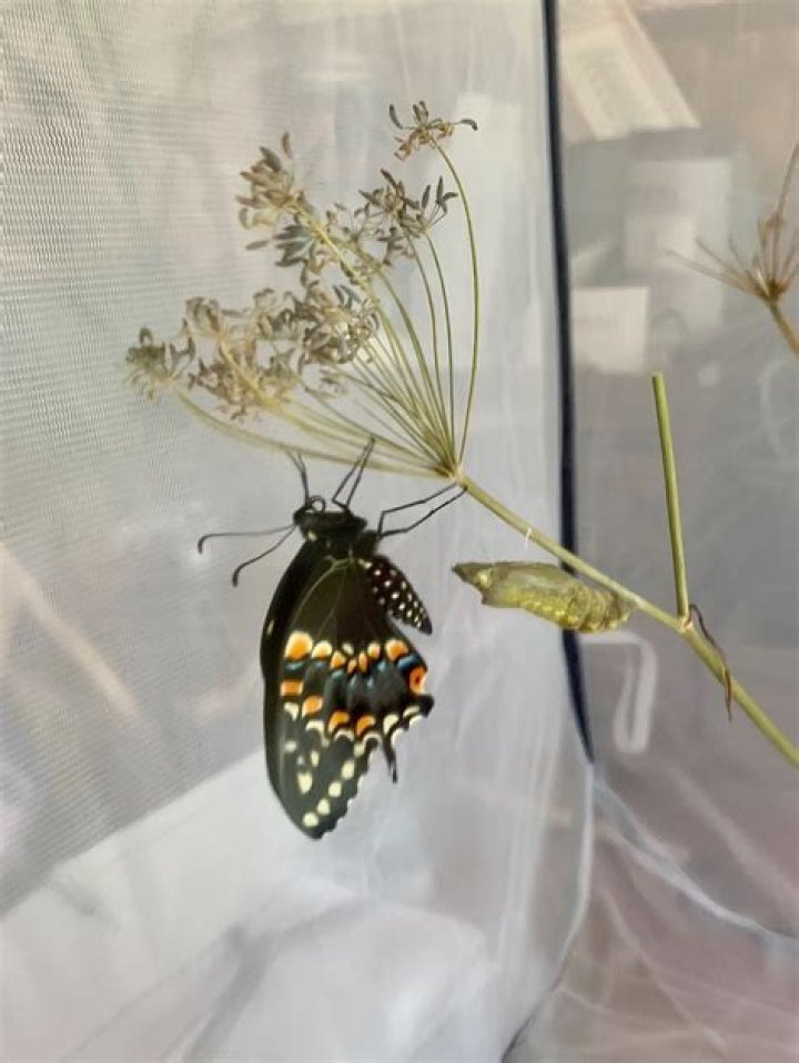 Can you keep butterflies indoors
