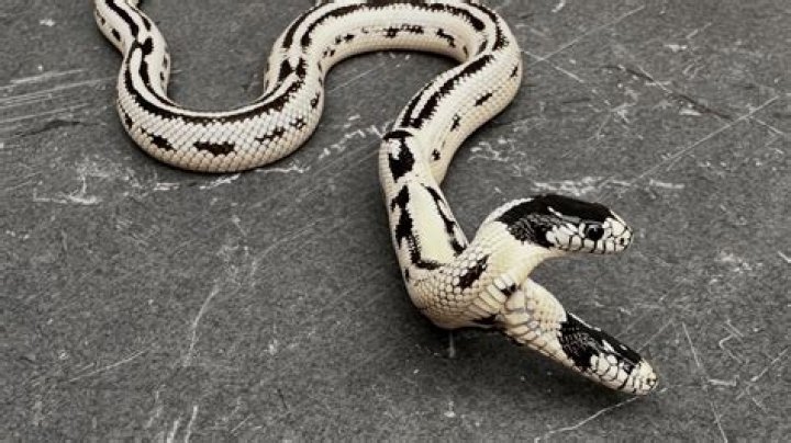 Can you keep hognose snakes together