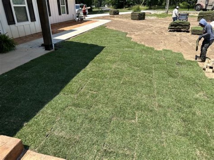 Can you lay Zoysia sod in the winter