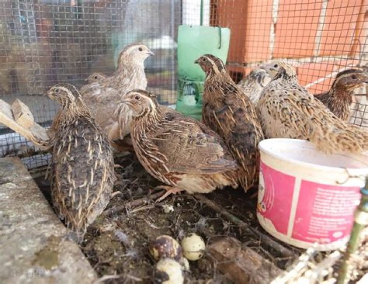 Can you let Quail free range