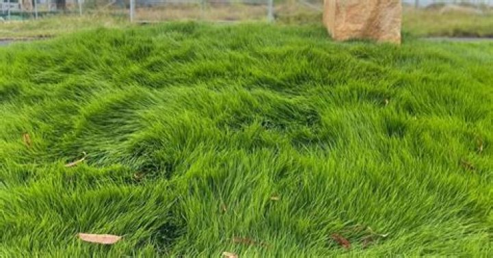 Can you mow over grass seed