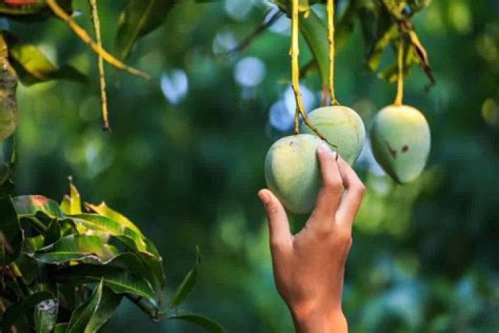 Can you pick mangoes when they are green