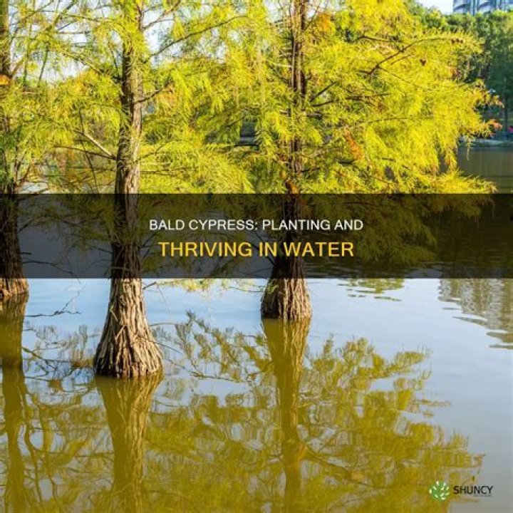 Can you plant a bald cypress in water