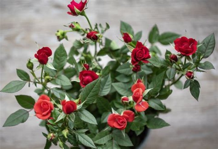 Can you plant a mini rose bush outside