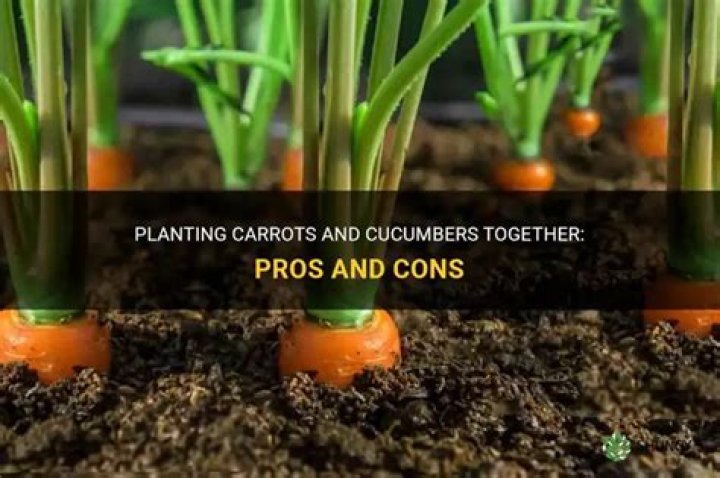 Can you plant carrots and cucumbers together