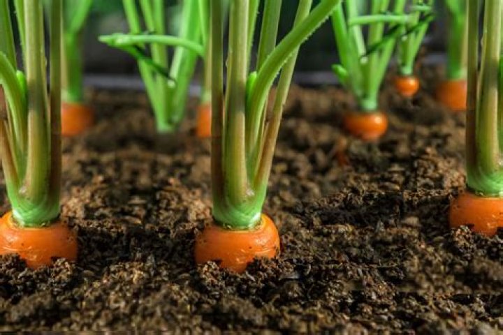 Can you plant carrots and leeks together
