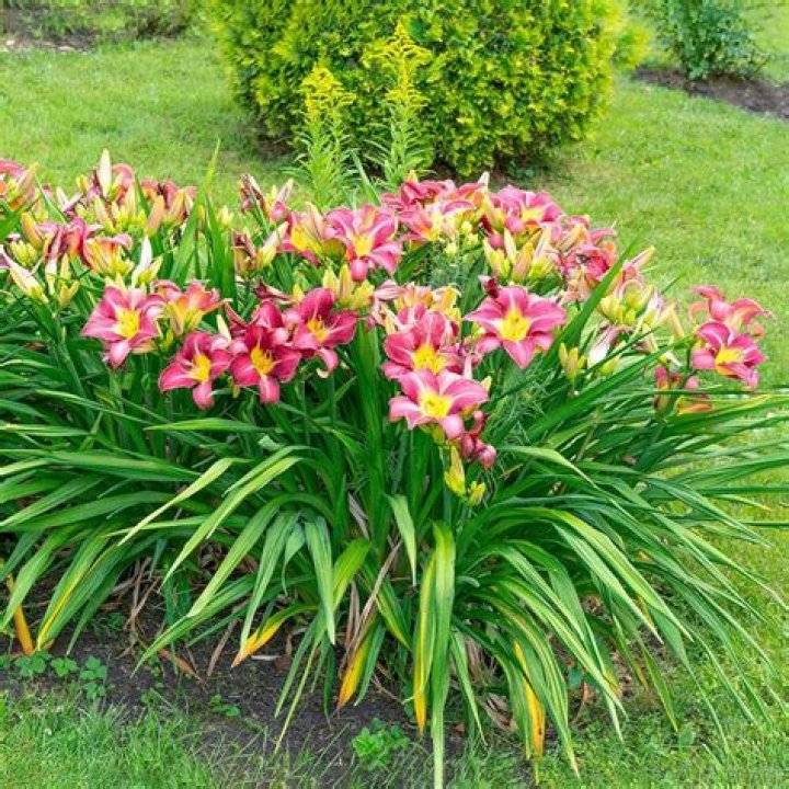 Can you plant daylilies close together
