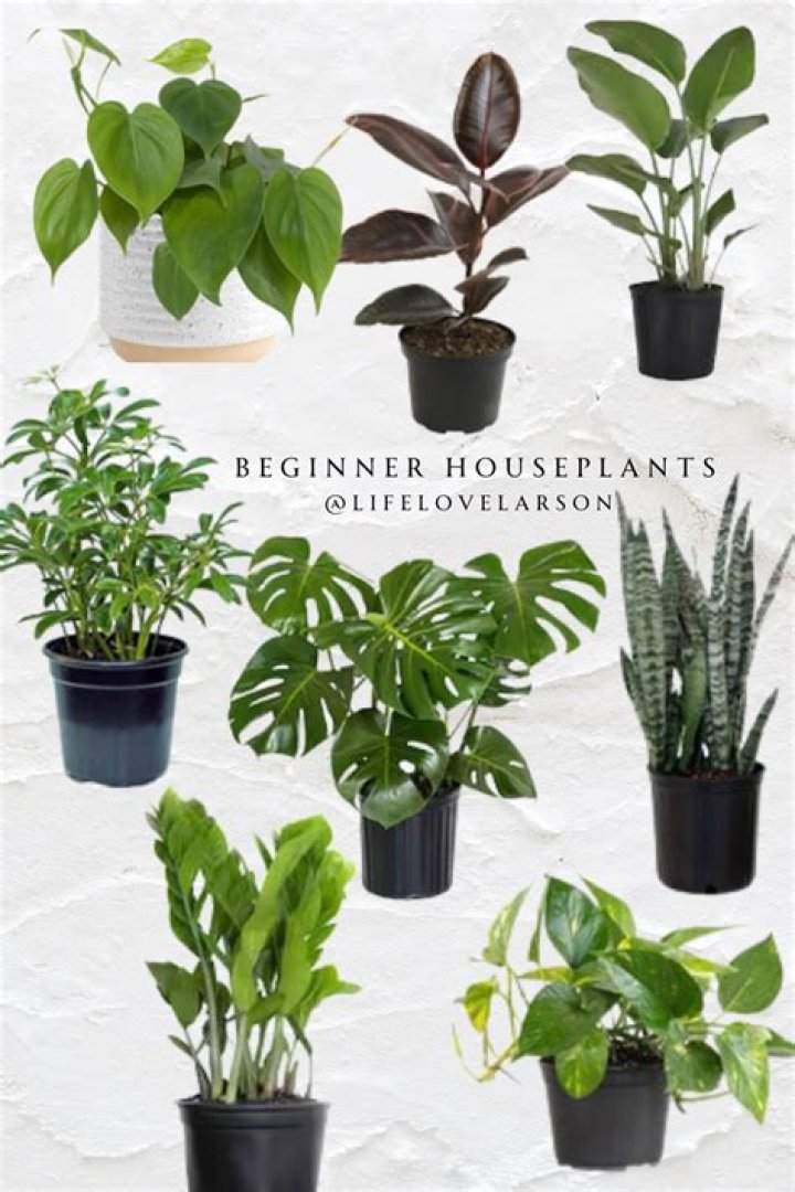 Can you plant houseplants in garden soil