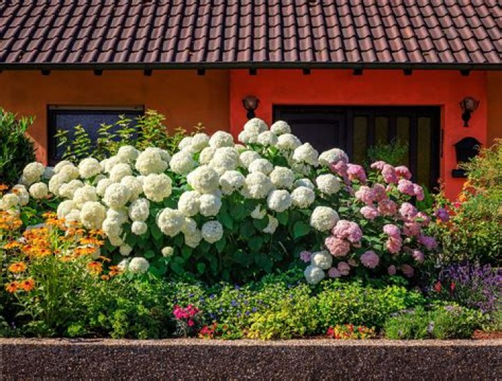 Can You Plant hydrangeas in the summer