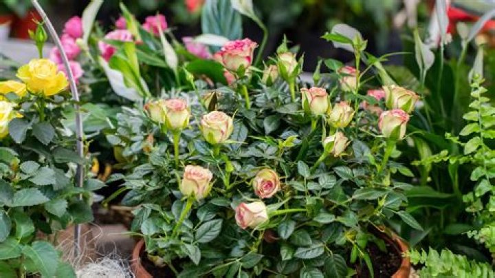 Can you plant miniature roses outside