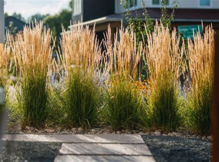 Can you plant ornamental grasses in the fall