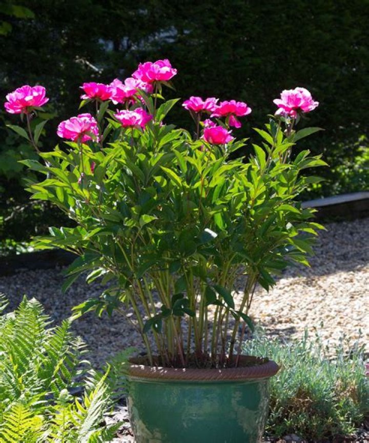 Can you plant peonies in Florida