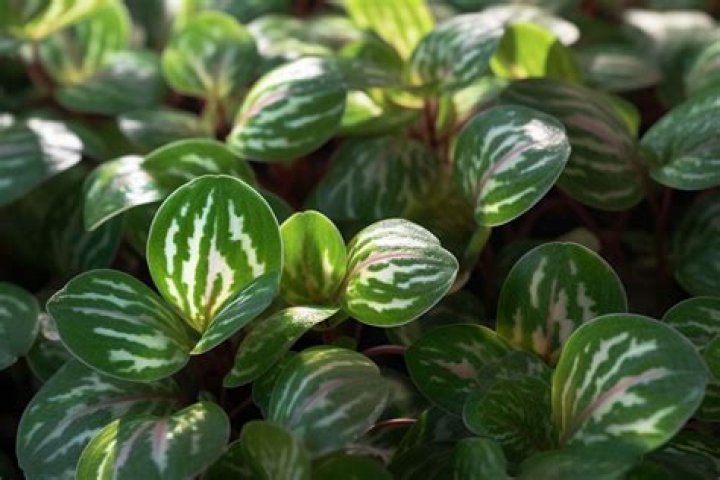 Can you plant Peperomia outside