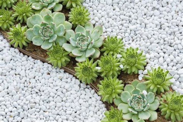 Can you plant succulents in Pebbles