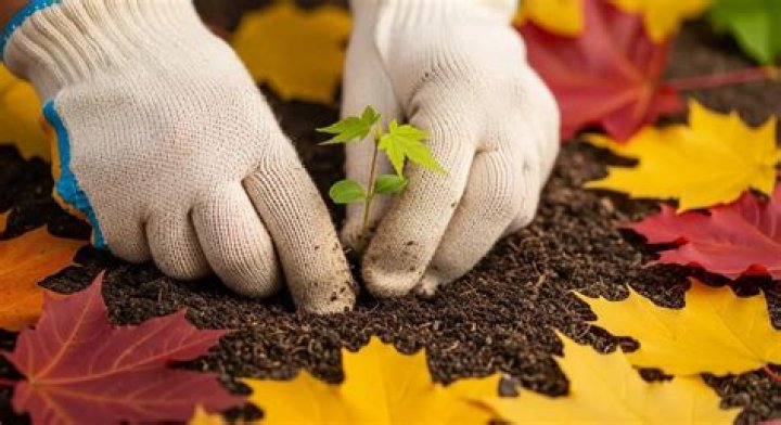 Can you plant trees in the fall