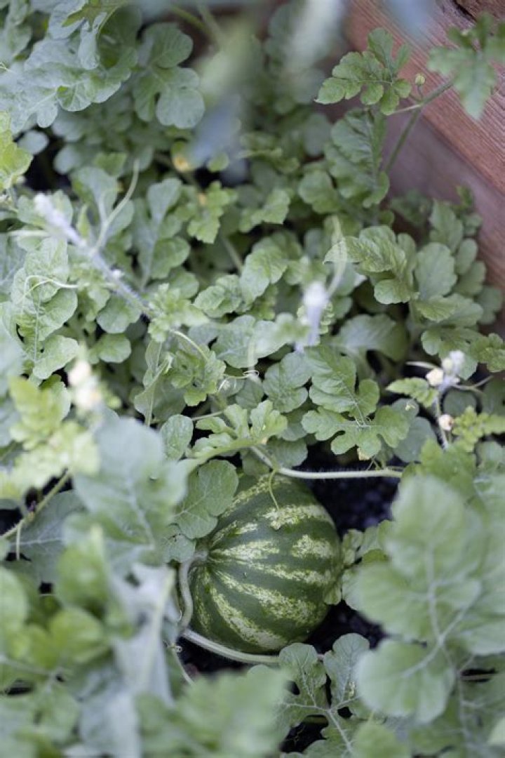 Can you plant watermelon next to cucumbers