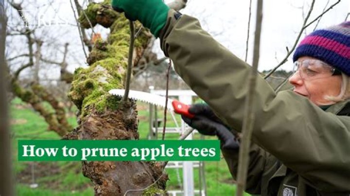 Can you prune trees in the fall
