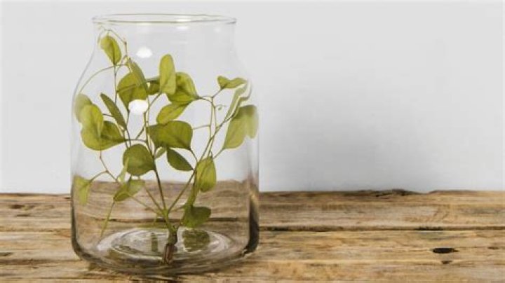 Can you put a plant in a glass jar