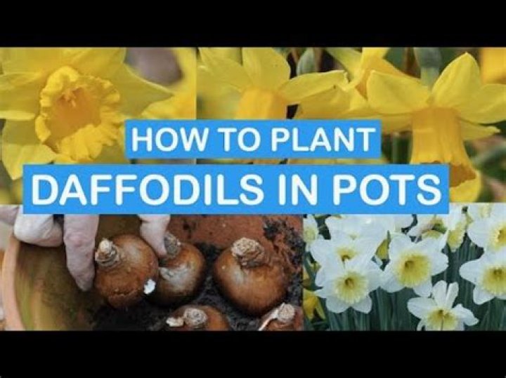 Can you put daffodils in Oasis