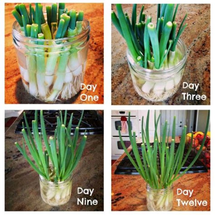 Can you put green onions in water