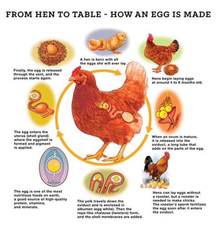 Can you sell your own chicken eggs