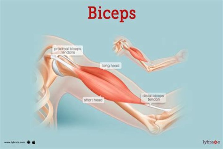 Can you snap your bicep