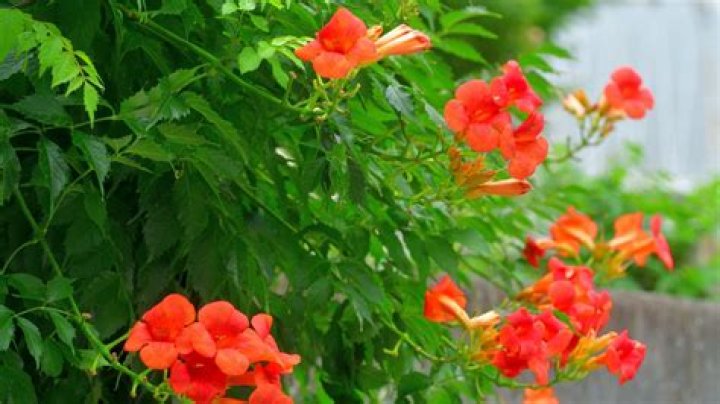 Can you start a trumpet vine from a cutting