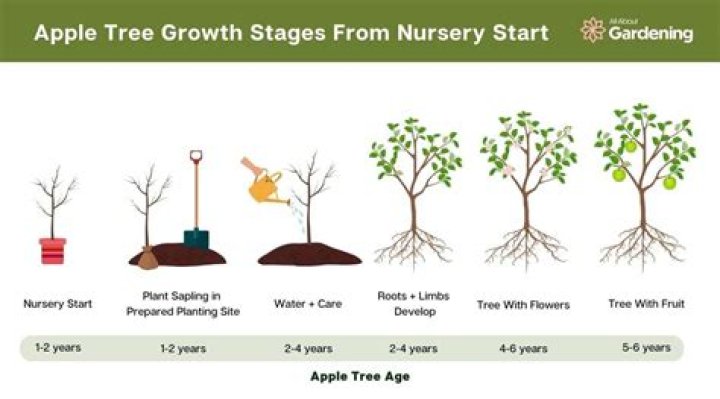 Can you start apple trees from cuttings