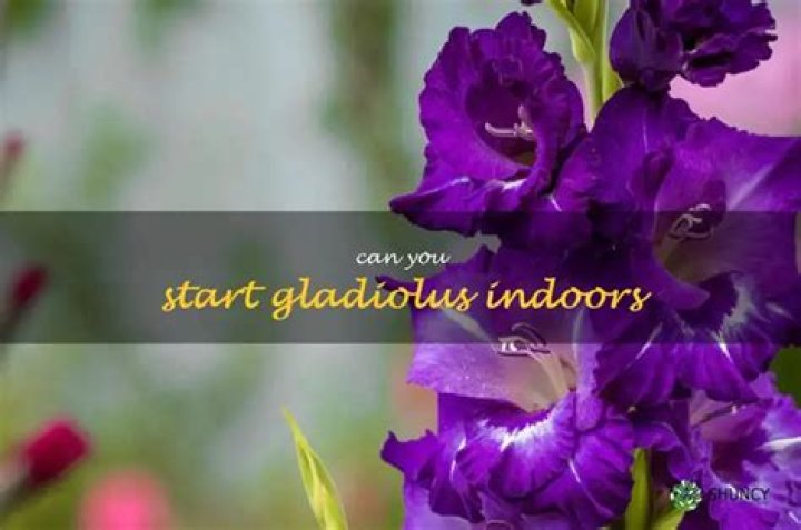 Can you start gladiolus indoors