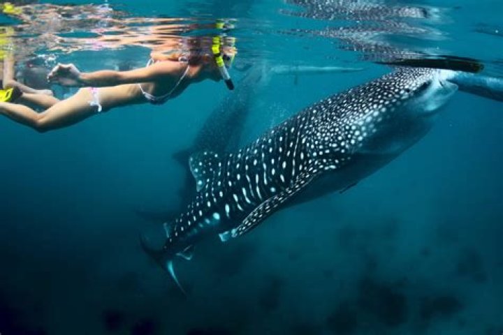Can you swim with whale sharks in Cabo San Lucas
