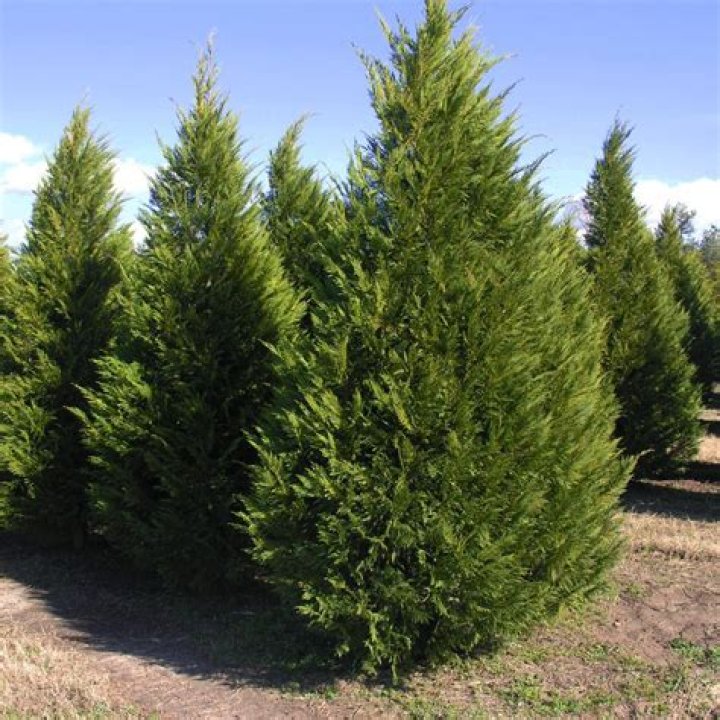 Can you top a Leyland cypress
