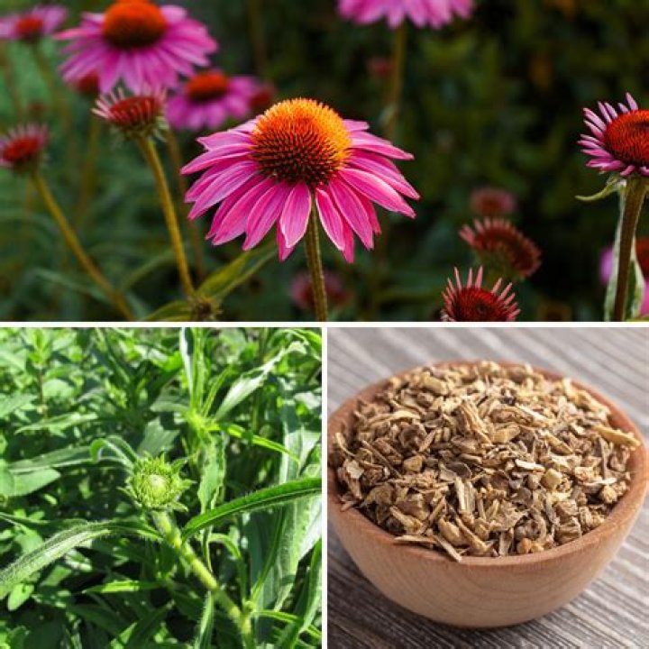 Can you use echinacea leaves